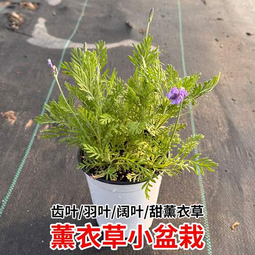薰衣草盆栽小苗驱蚊植物花卉室内外夏天种四季好养羽叶薰衣草绿植