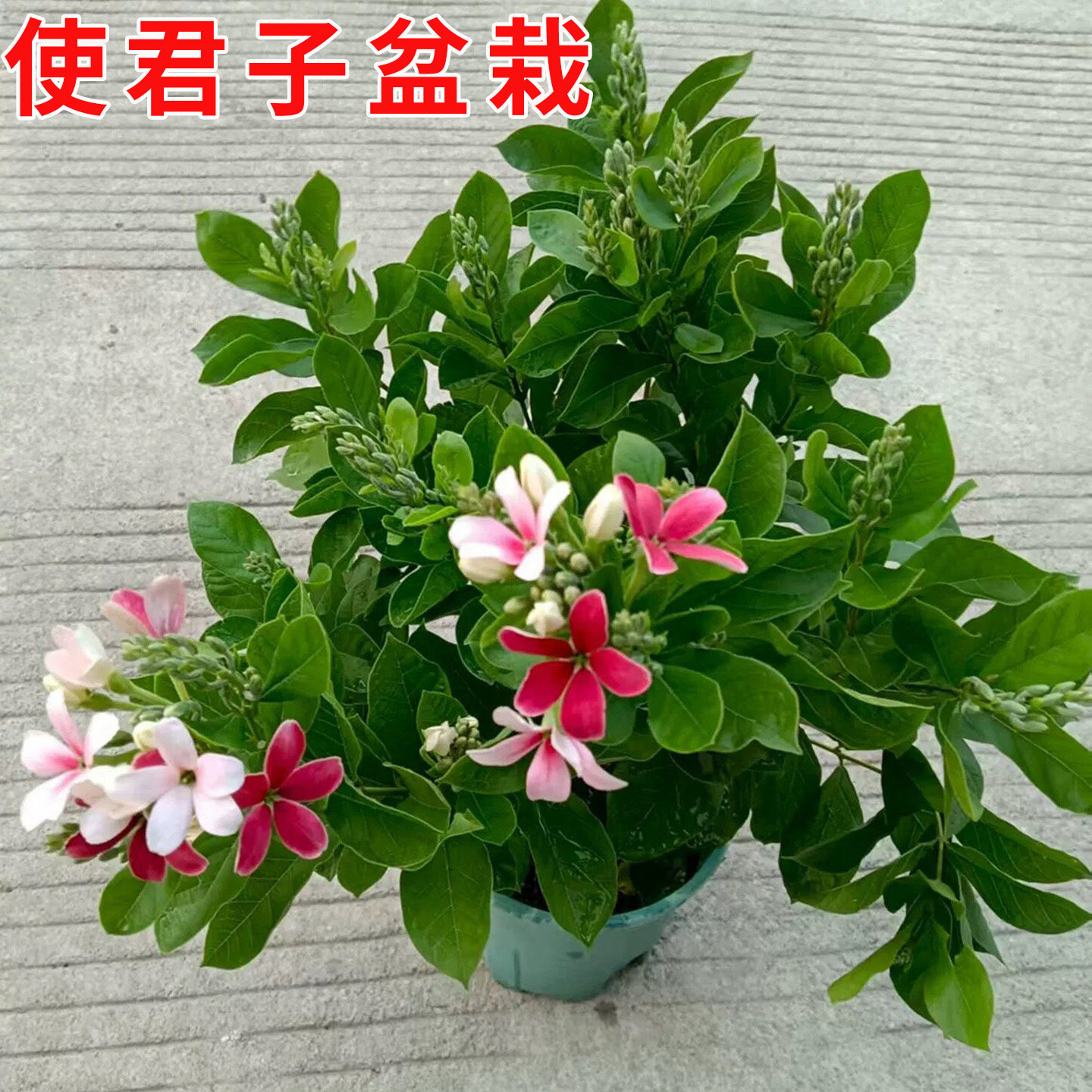 使君子重瓣藤本攀爬花苗