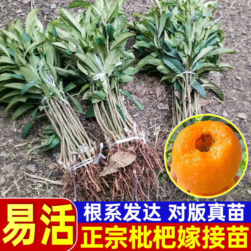 大五星枇杷嫁接果树苗盆栽现挖现发带土带叶庭院阳台种植基地直发