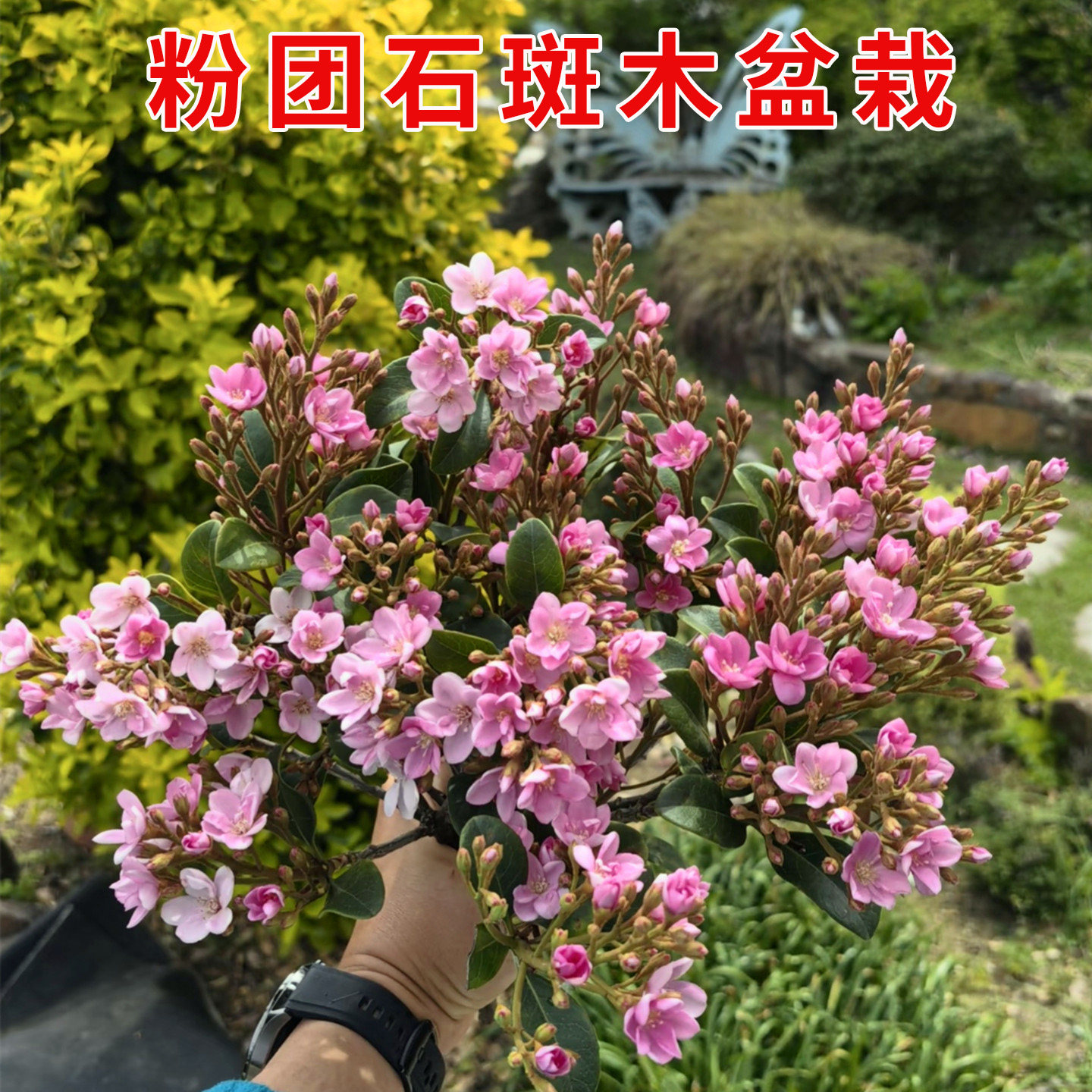 粉团石斑木车轮梅耐寒耐热好养