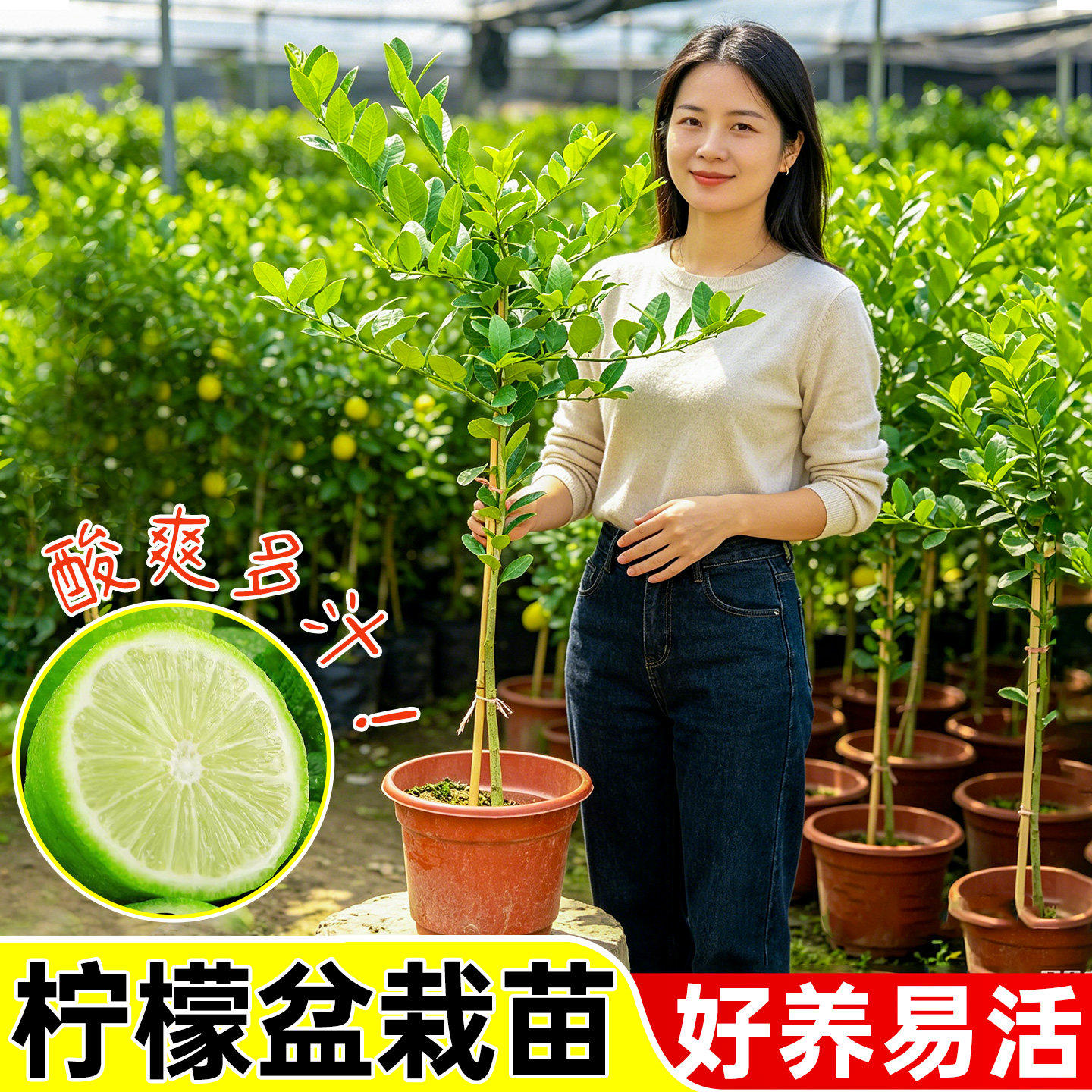柠檬树苗带果棒棒糖柠檬大苗绿植盆栽室内阳台四季结果香水柠檬树