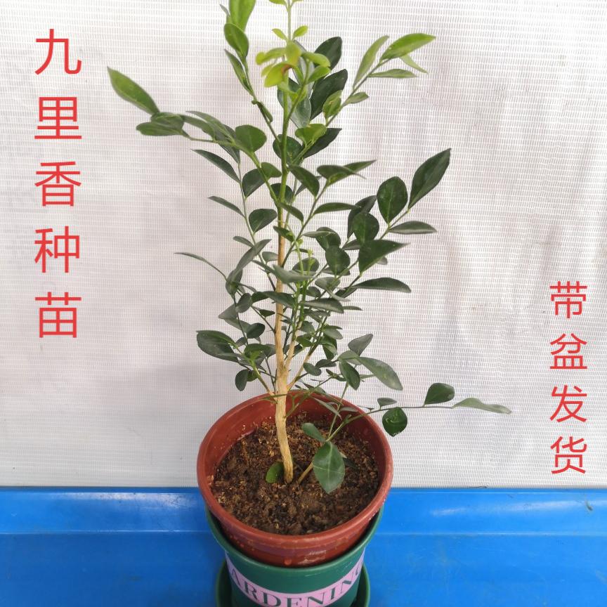 九里香盆栽苗浓香四季花卉室内外庭院阳台驱蚊植物花园绿化树苗