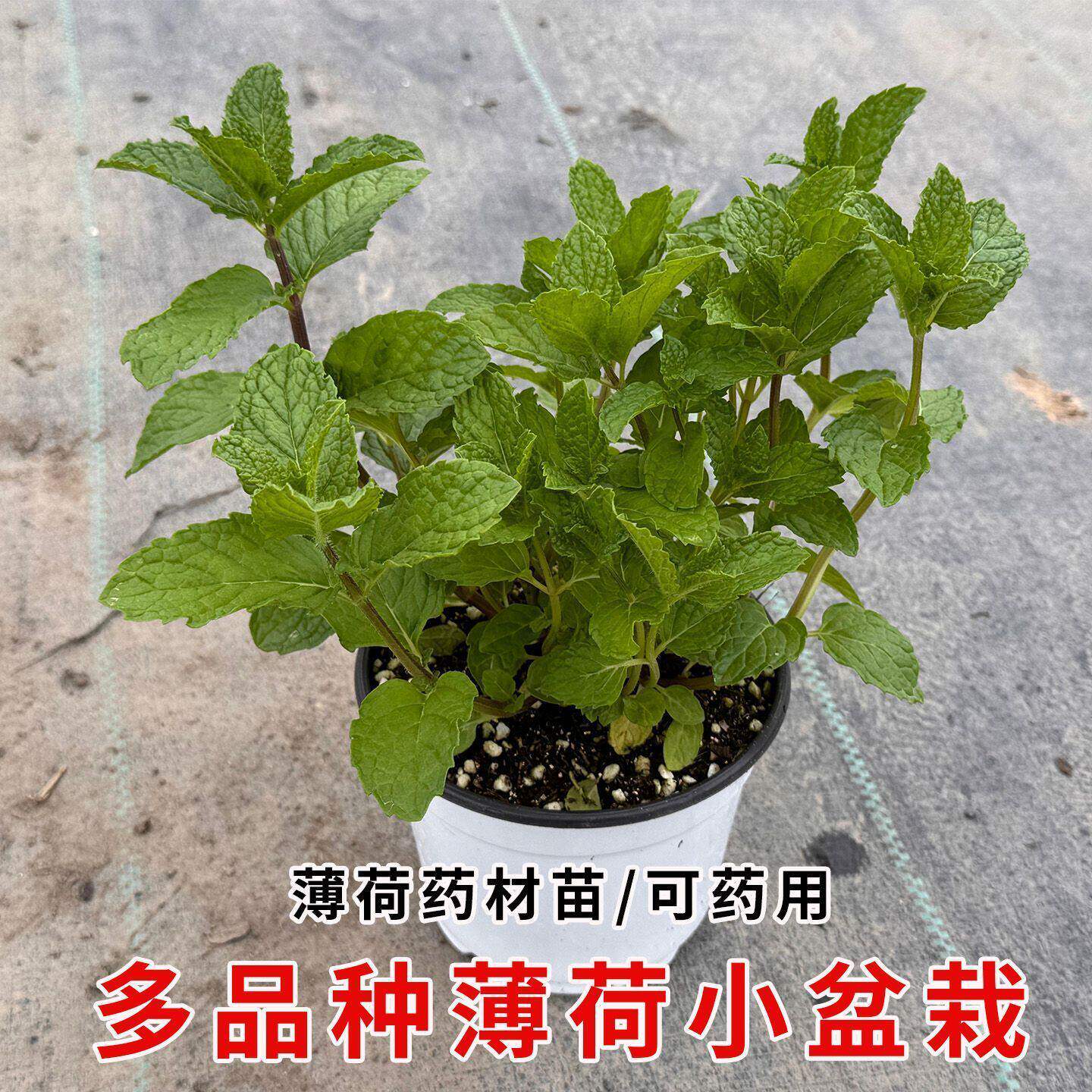 薄荷盆栽可食用中草药薄荷柠檬叶原生薄荷土薄荷盆栽好养金钱薄荷