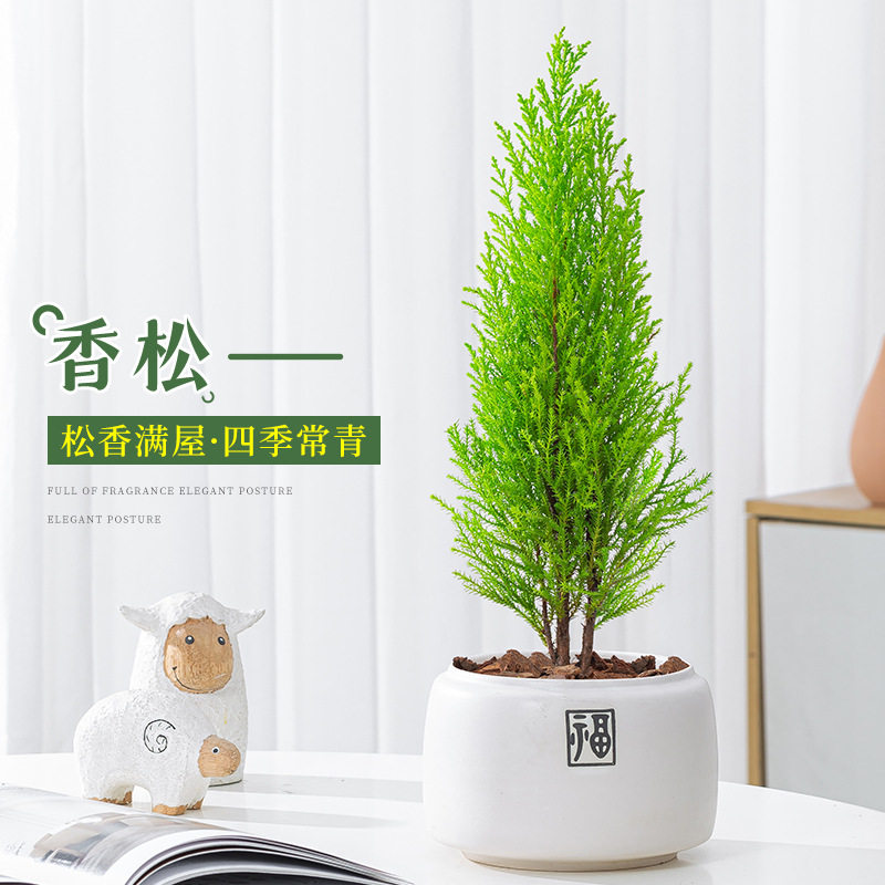 香松盆栽办公室内外金冠柏绿植四季常青圣诞树观叶小植物网红花卉