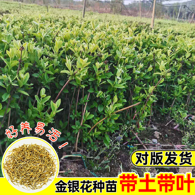 金银花树苗盆栽花香浓香可食用