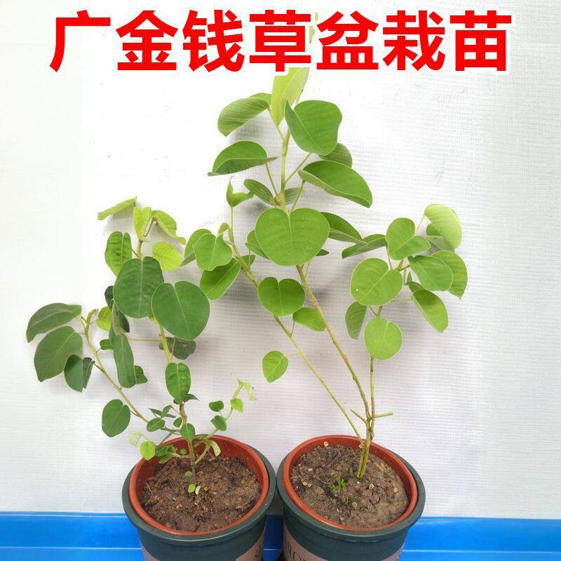 广金钱草种苗防石药材苗溶石草盆栽山野草药苗收货即可采收中草药