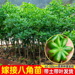 正宗嫁接八角树苗盆栽地栽四季种植带土带叶大红八角苗南北方可种
