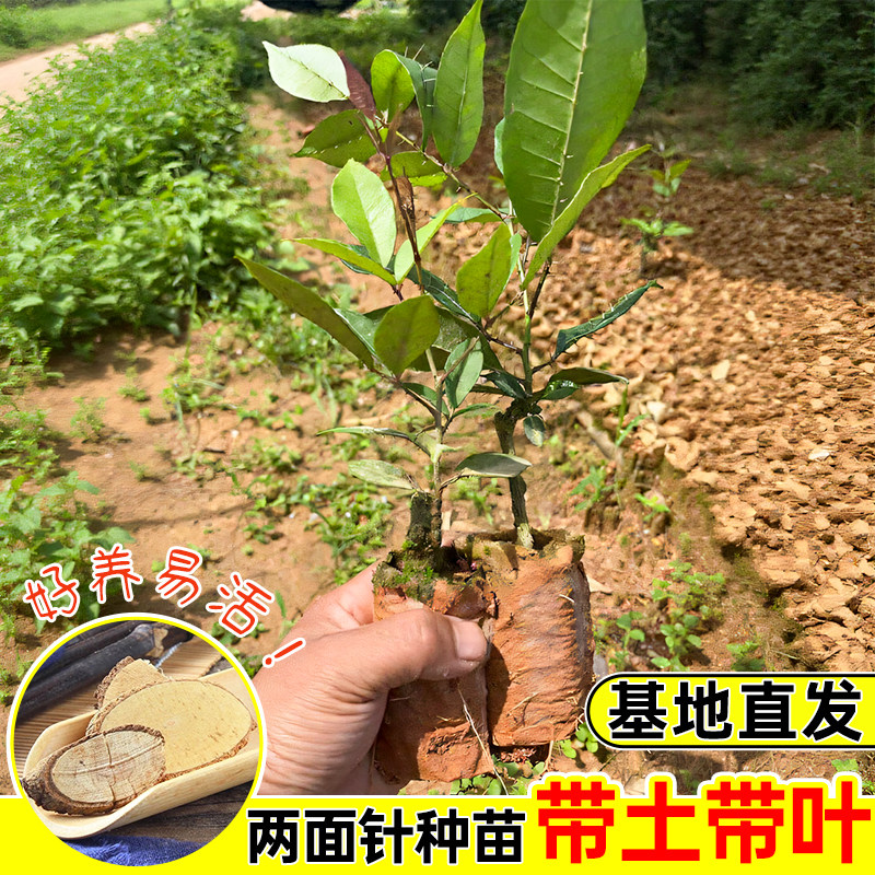 广西正宗两面针树苗入地金牛双面