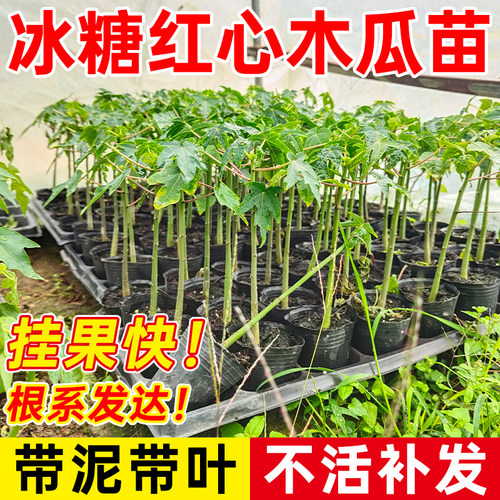 木瓜树苗带土带叶包成活