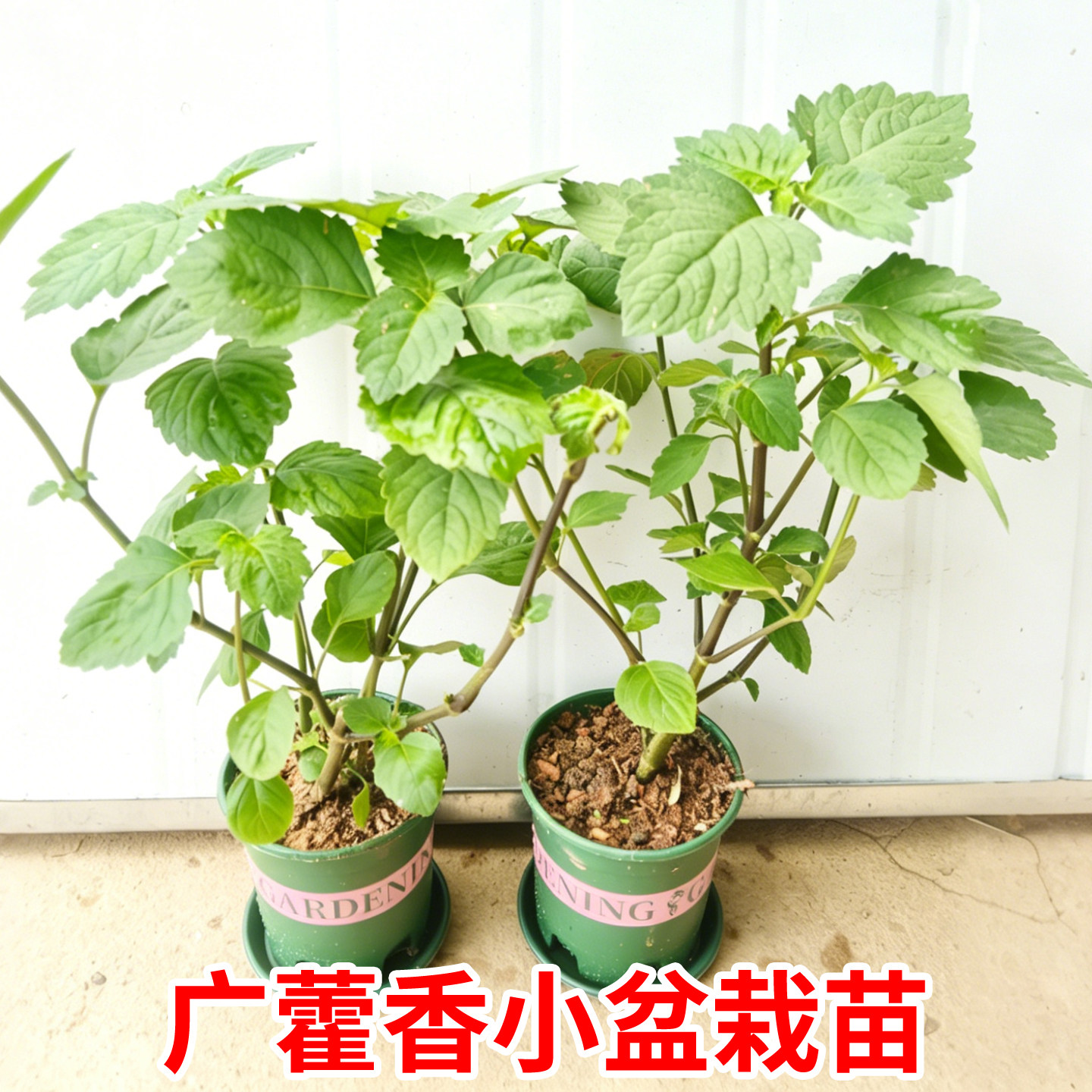 广藿香藿香苗中草药绿植盆栽食用药用广藿香药材树苗庭院阳台种植