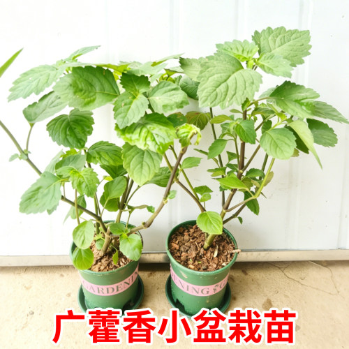广藿香藿香苗中草药绿植盆栽食用药用广藿香药材树苗庭院阳台种植