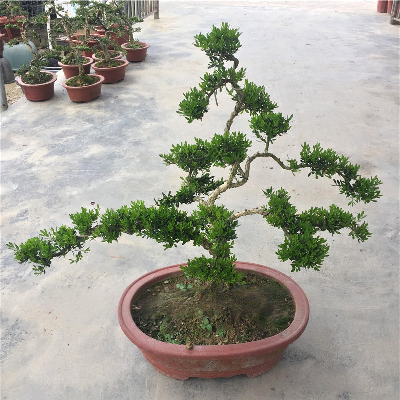 皱皮小叶黄杨盆栽庭院老桩黄杨四季常青室内植物小叶黄杨盆栽地栽