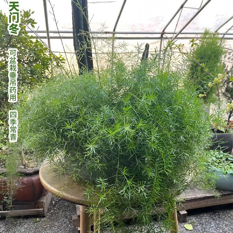庭院绿植狐尾天门冬盆栽种植四季常青花园阳台观赏绿植九尾草绿植