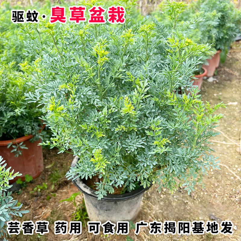 臭草盆栽芸香草药用食用驱蚊室内外庭院四季绿植盆栽地栽好养绿植