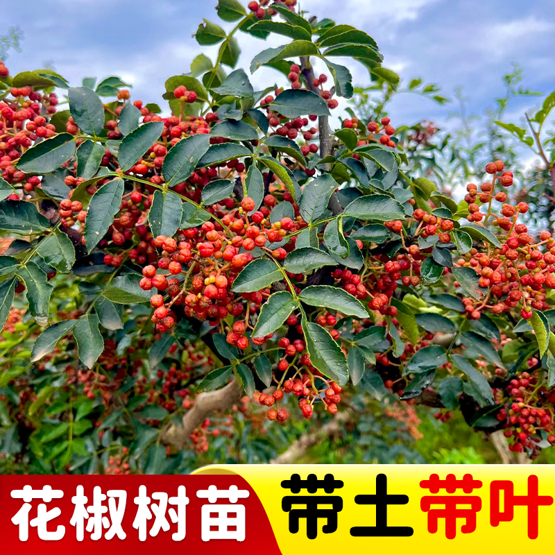 正宗九叶青花椒树苗藤椒苗绿花椒麻椒苗大红袍花椒食用苗地栽耐寒