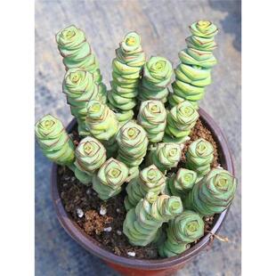 彩色钱串多肉大盆多肉植物钱串子多头群生罕见肉肉室内花盆栽老桩