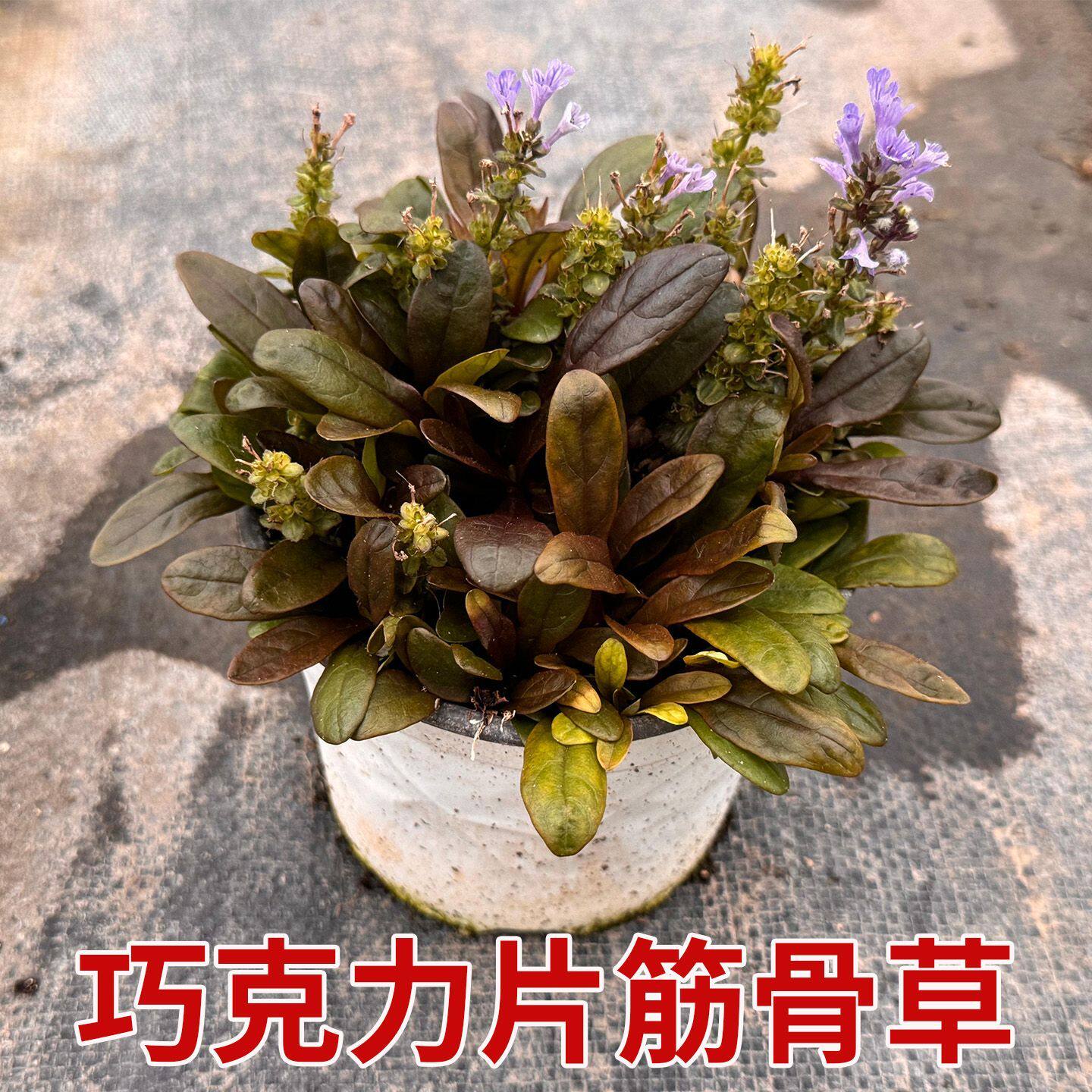 新鲜巧克力片筋骨草盆栽苗十二单筋骨草山野草耐寒室外中草药绿植
