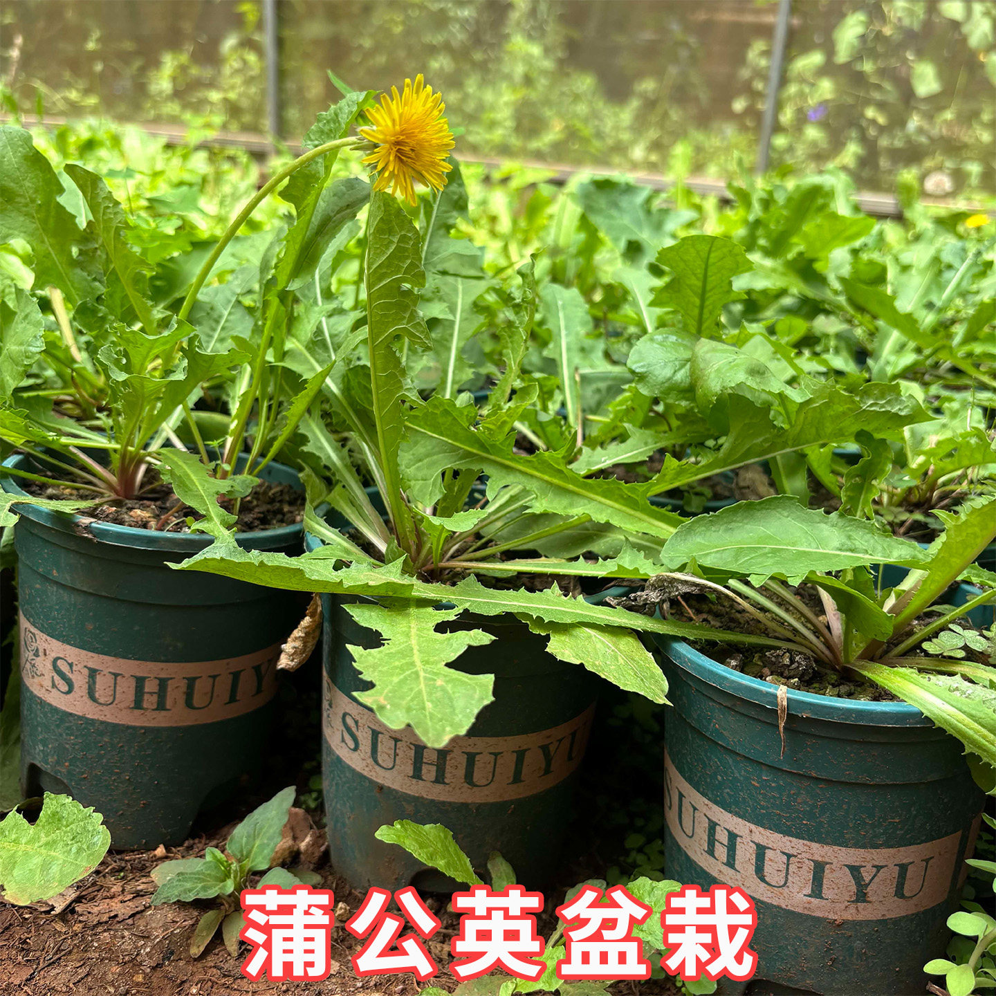 新鲜带根蒲公英苗现挖现发可盆栽