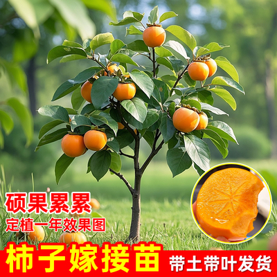 甜脆柿子树苗带土带叶包成活