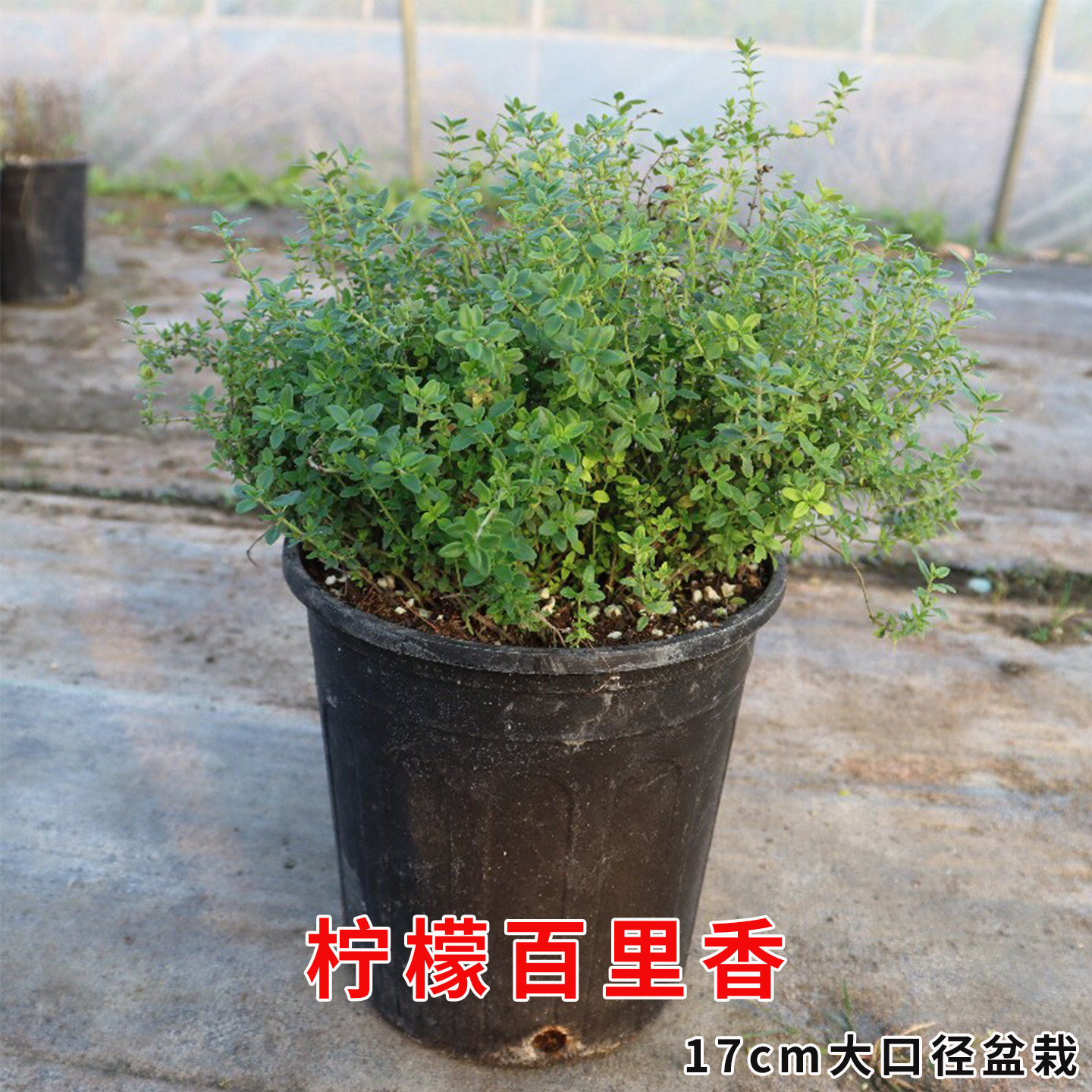 柠檬百里香法国百里香可食用多年生绿植物盆栽泡水烘焙装饰做腌料