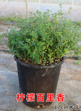 柠檬百里香法国百里香可食用多年生绿植物盆栽泡水烘焙装饰做腌料