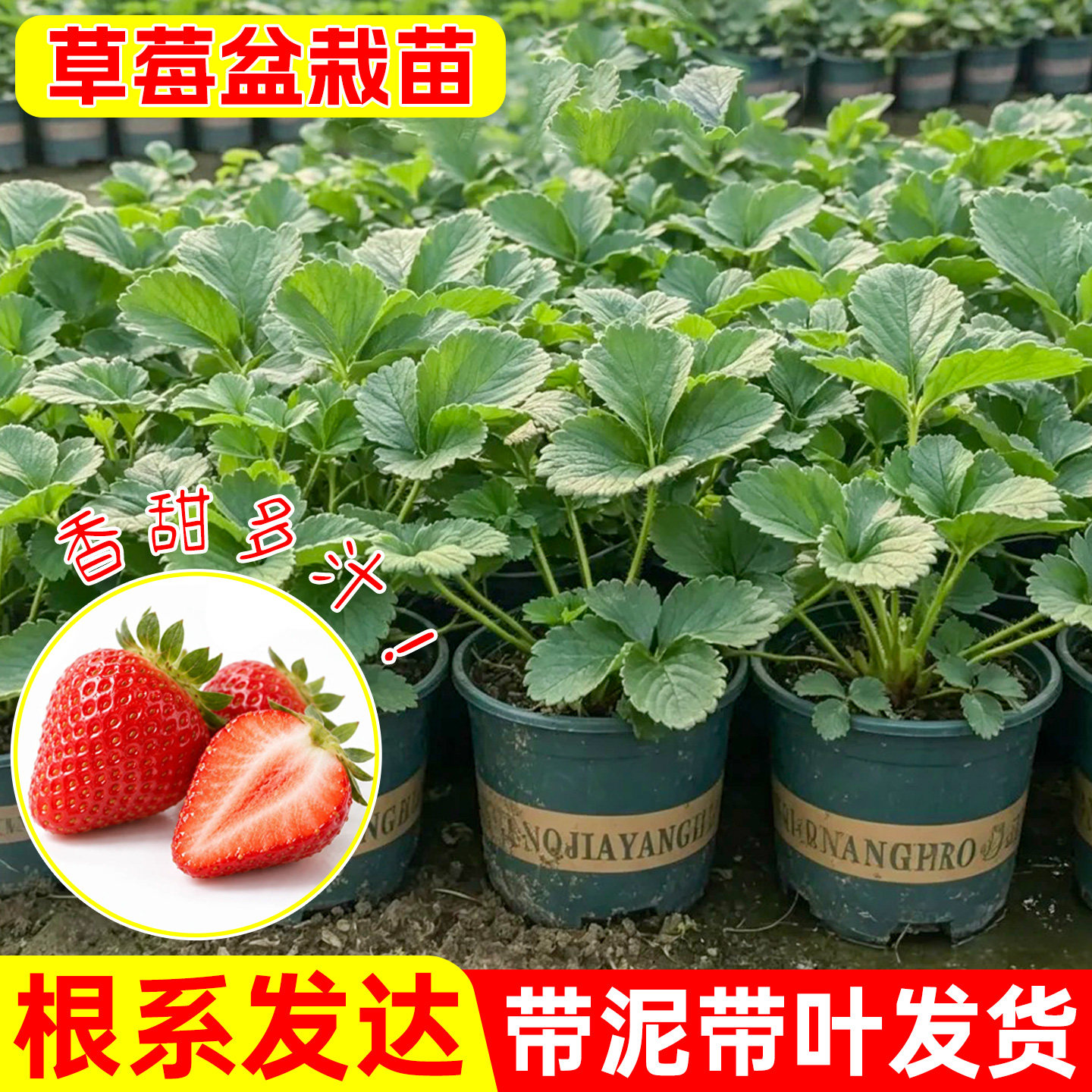 草莓种苗多品种草莓盆栽四季奶油红颜粉玉阳台种植可食用蔬果盆栽