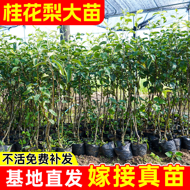嫁接桂花梨树苗盆栽地栽云南红梨带土带叶甜脆多汁四季可种沙梨苗
