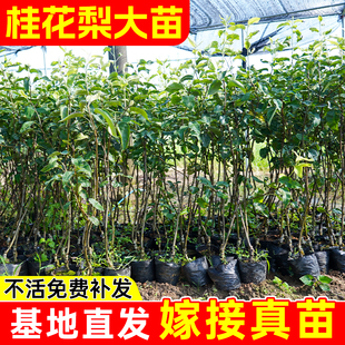 嫁接桂花梨树苗盆栽地栽云南红梨带土带叶甜脆多汁四季可种沙梨苗
