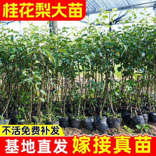 桂花梨树苗带土带叶包成活