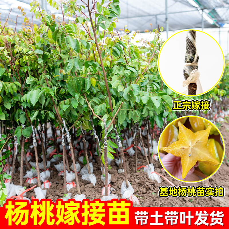甜杨桃树苗果树结果四季甜杨桃