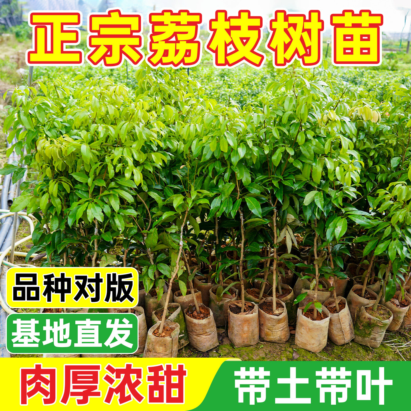荔枝树苗嫁接苗庭院果树