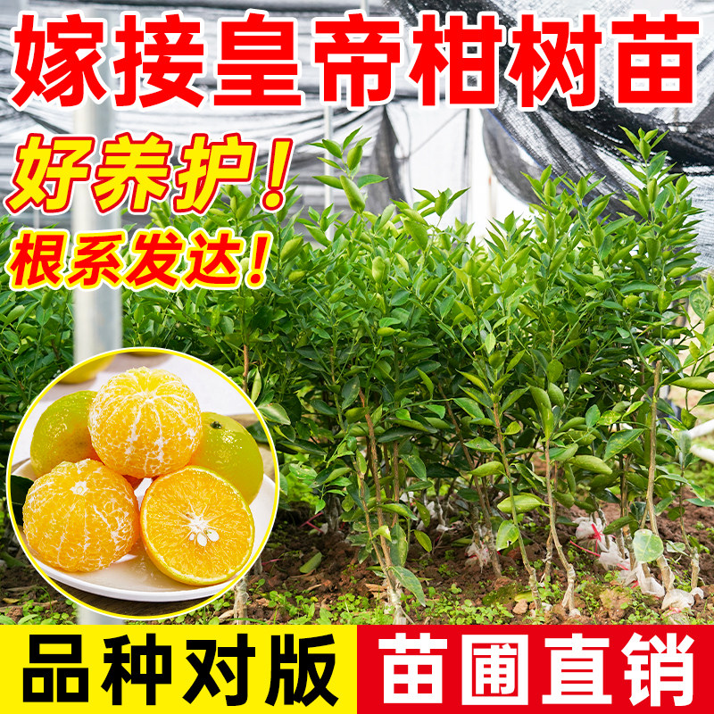 正宗皇帝柑树苗广西柑橘苗橘子苗脆皮金桔果苗贡柑南方水果桔子苗