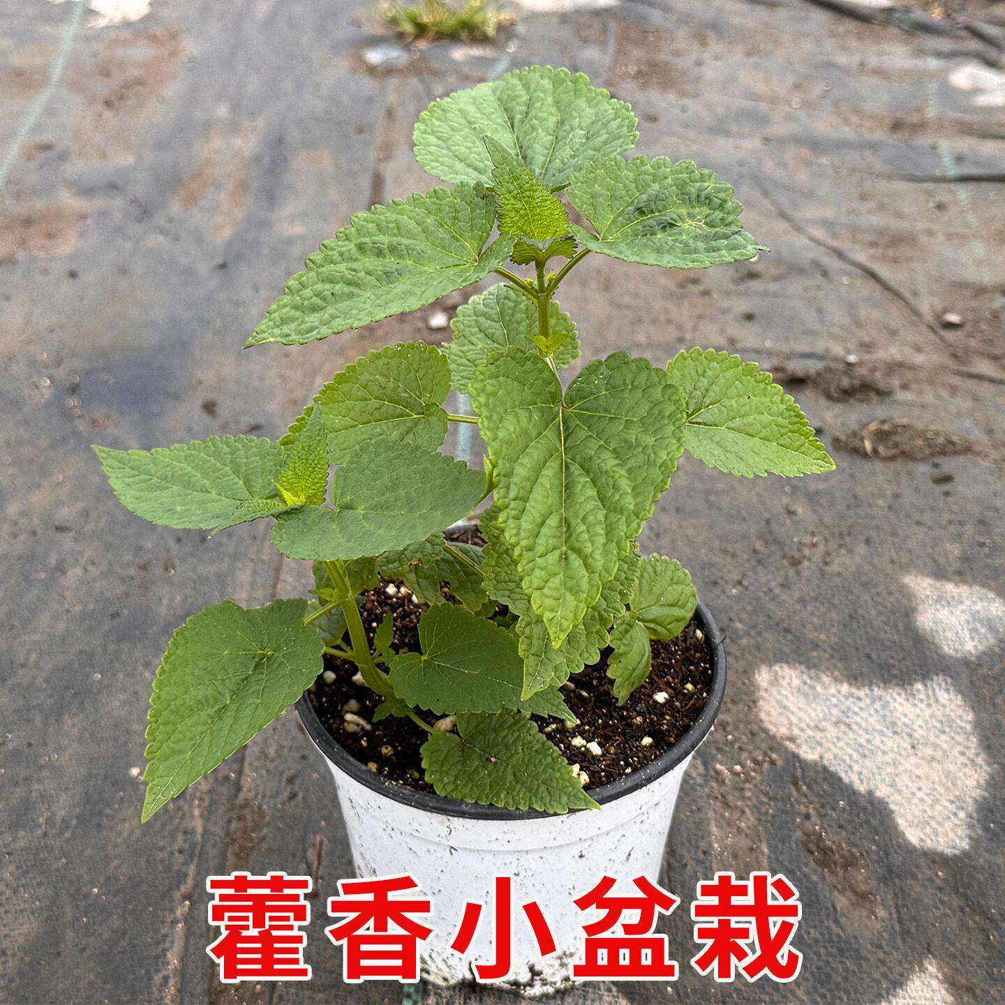 正宗藿香盆栽可食用新鲜香叶植物庭院阳台种植五香叶鱼香草中草药