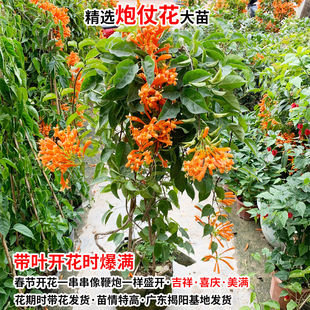 炮仗花苗爬藤植物常青鞭炮花苗大苗花苗攀援花卉红爆竹花围墙花苗
