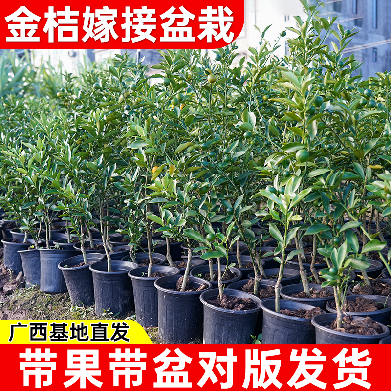 脆皮金桔带叶发货盆栽树苗四季果树可食用橘子苗脆皮金橘脆蜜金桔