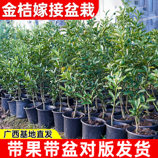 脆皮金桔带叶发货盆栽树苗四季果树可食用橘子苗脆皮金橘脆蜜金桔