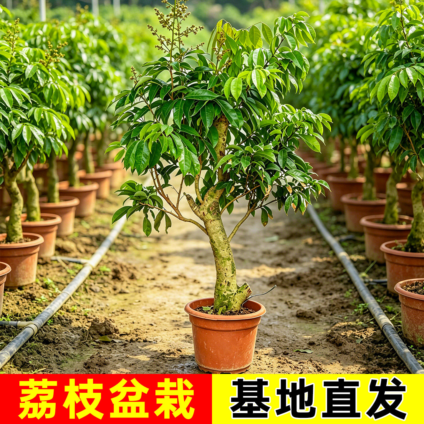 荔枝树苗无核桂味果树盆栽