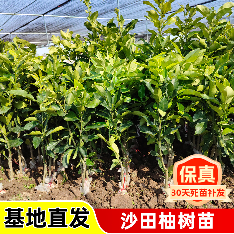 沙田柚子树苗带土带叶包成活