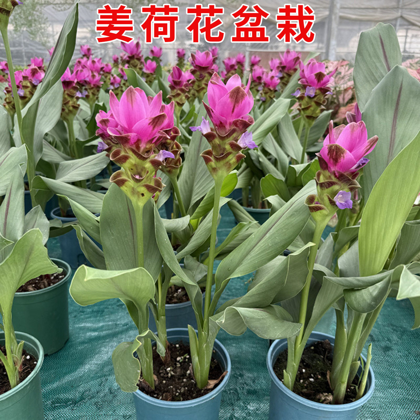 姜荷花盆栽耐热好养多年生