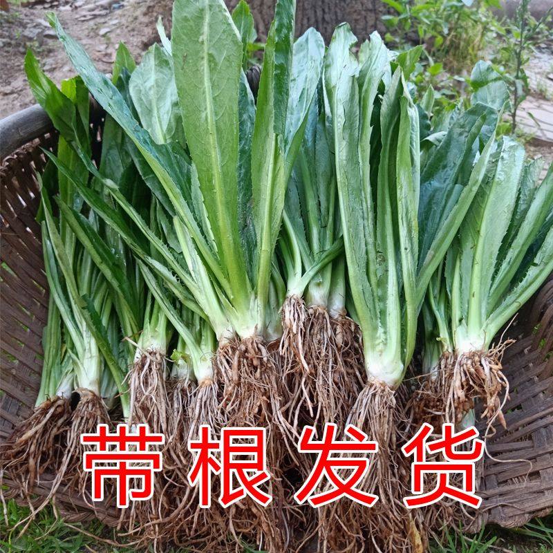 大叶香菜苗可地栽盆栽根苗菜种老品种速生阳台四季阳台种香菜芫荽,农用物资,蔬菜种子/种苗,淘宝优惠券,粉丝福利购,淘宝优惠卷