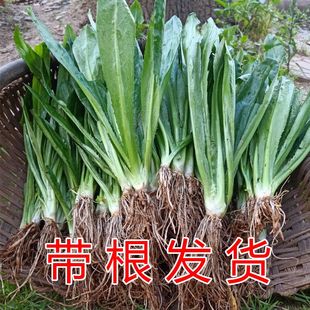 大叶香菜苗可地栽盆栽根苗菜种老品种速生阳台四季阳台种香菜芫荽