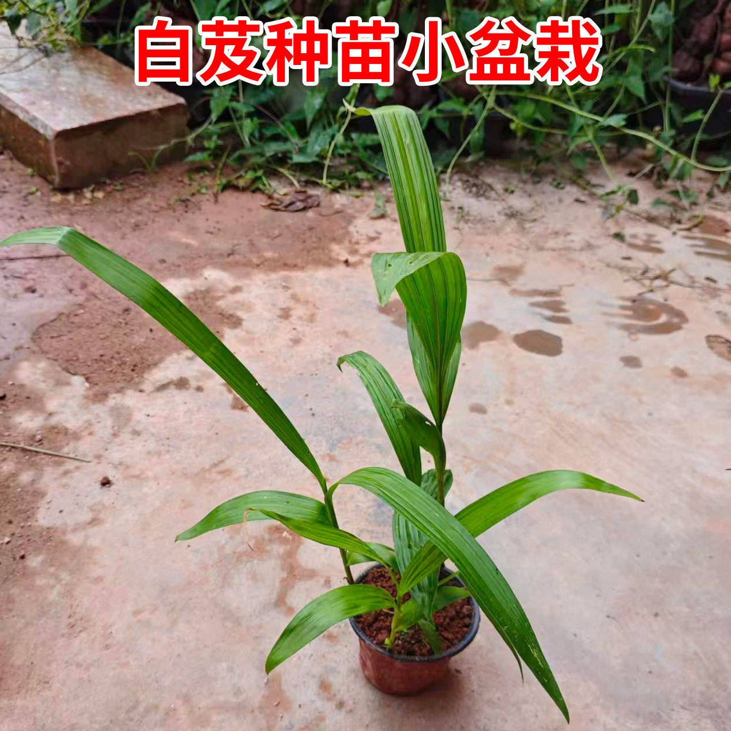 新鲜白芨种苗现挖紫花三叉白芨药材苗白芨苗种植盆栽小白及苗种植