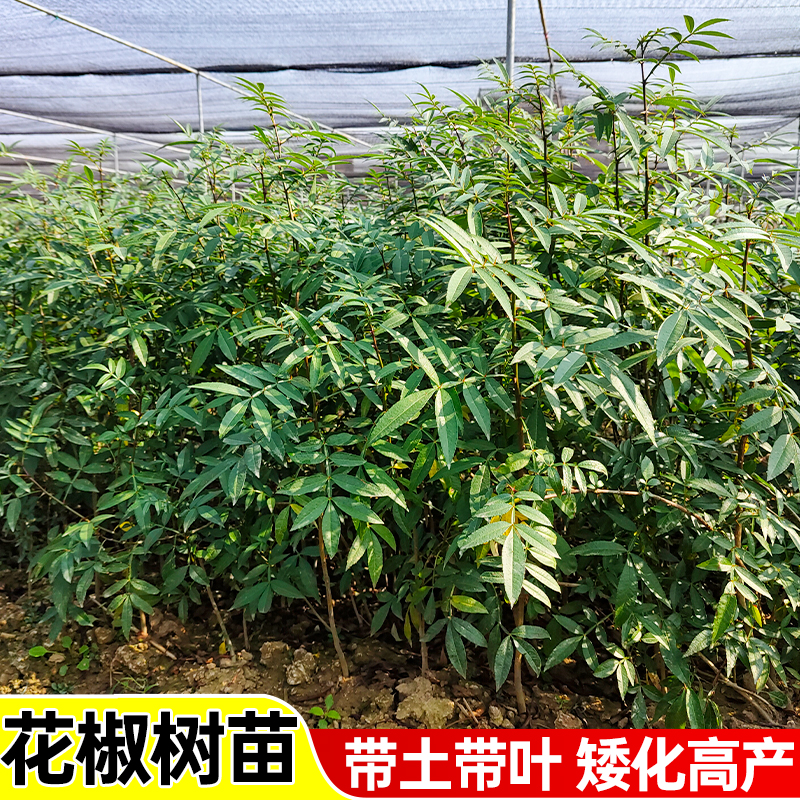 花椒树苗九叶青花椒苗麻椒苗