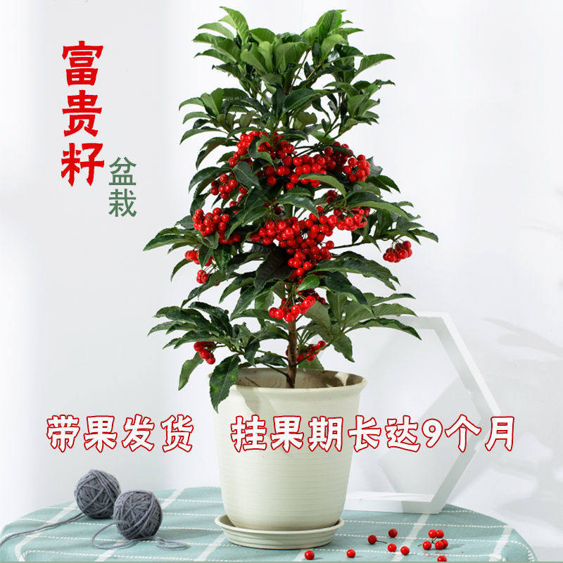 富贵籽朱砂根红凉伞黄金万两金玉满堂富贵子客厅盆栽盆景带籽发货