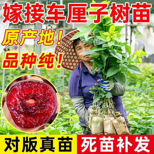车厘子树苗樱桃树智利车厘子