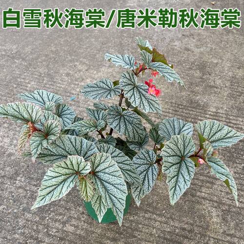 唐米勒秋海棠盆栽苗白雪秋海棠室内彩叶芋海芋海棠花观叶水培植物