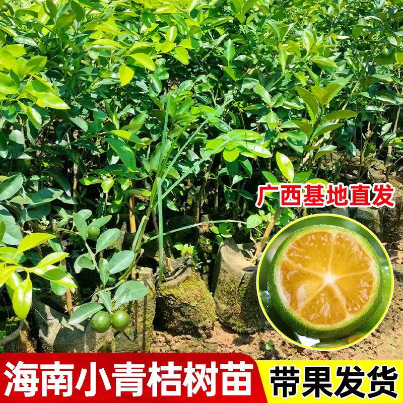 海南小柠檬树苗嫁接小青桔四季金桔苗室内盆栽果树带叶香水柠檬苗