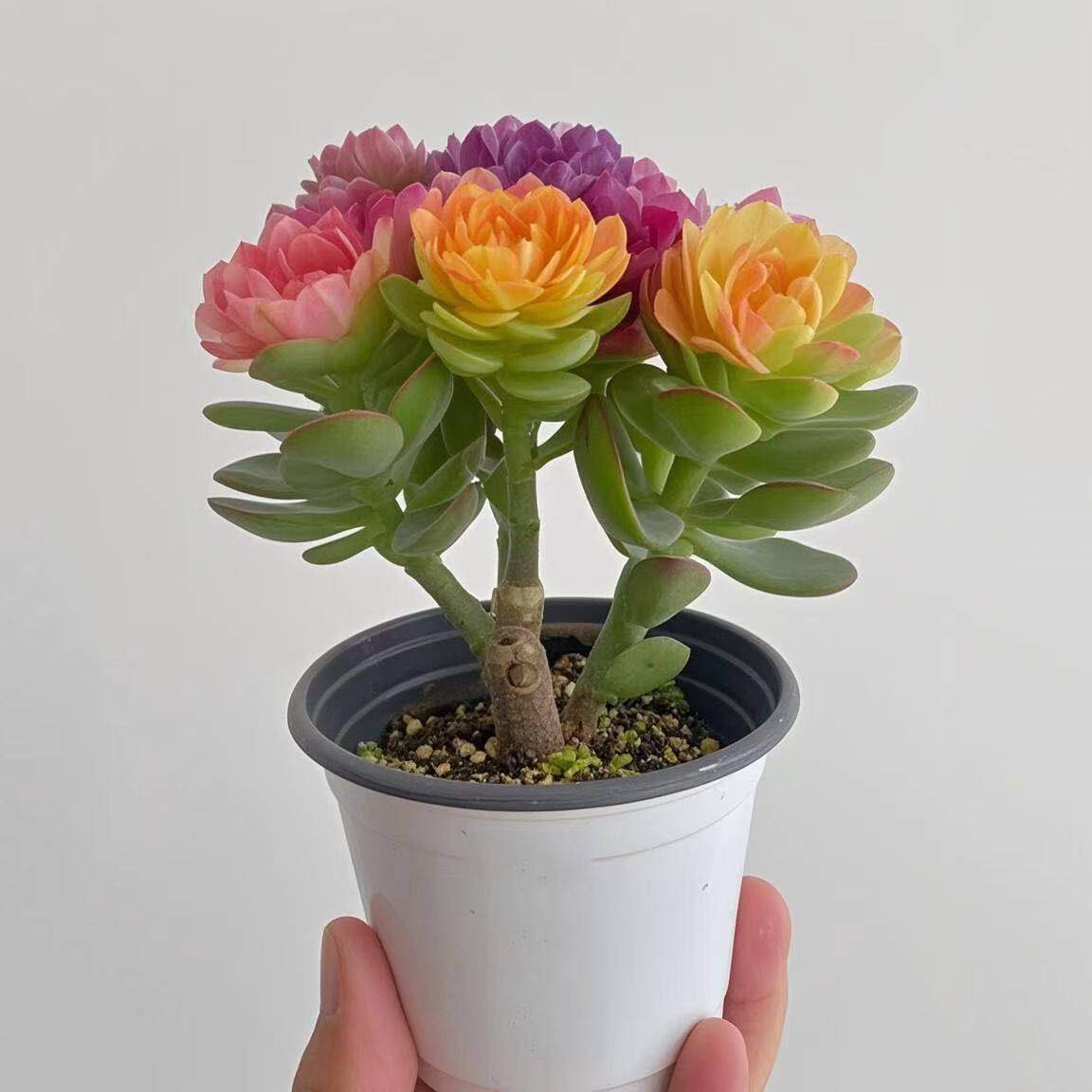 重瓣大花姬月玫瑰多肉植物玉树盆栽姬红花月绿植阳台办公桌四季青