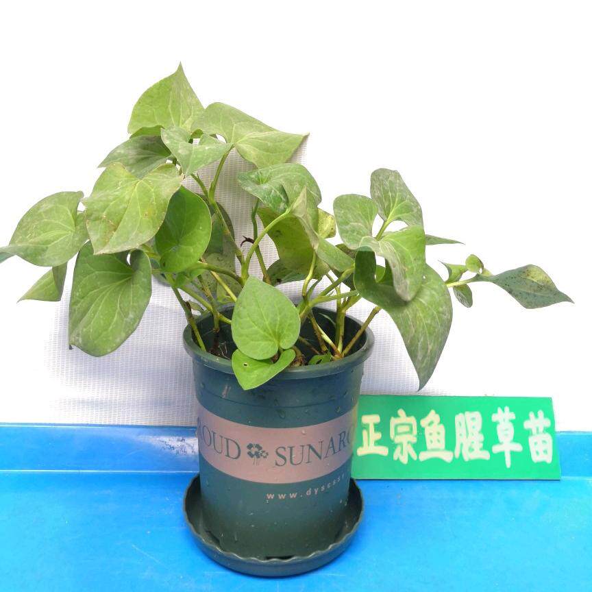 鱼腥草种根新鲜现挖折耳根种