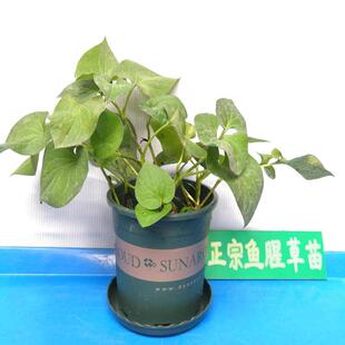 鱼腥草种根新鲜现挖折耳根种新鲜盆栽种苗四季种植节节根鱼腥草苗